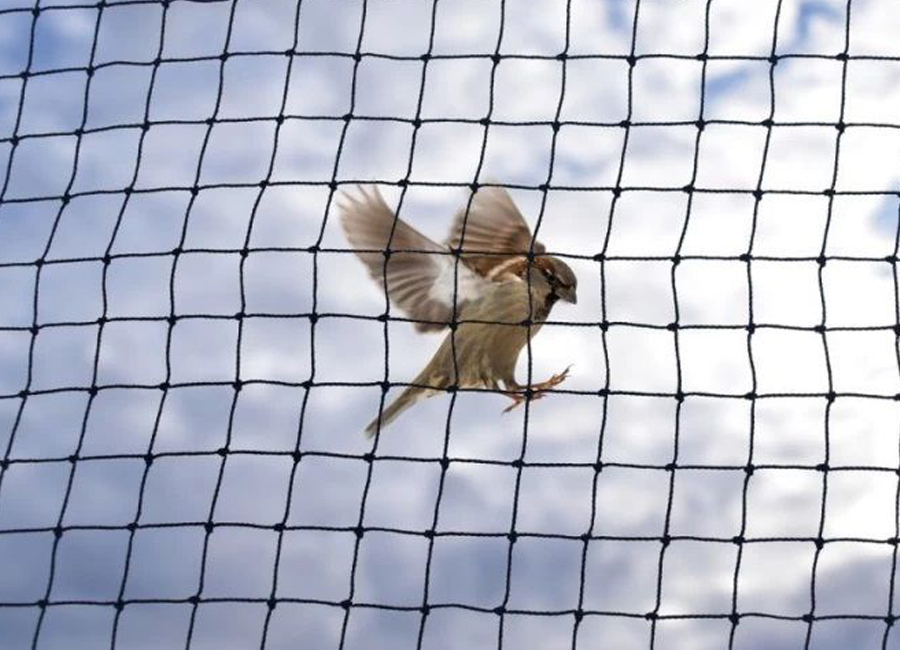Anti Birds Safety Net